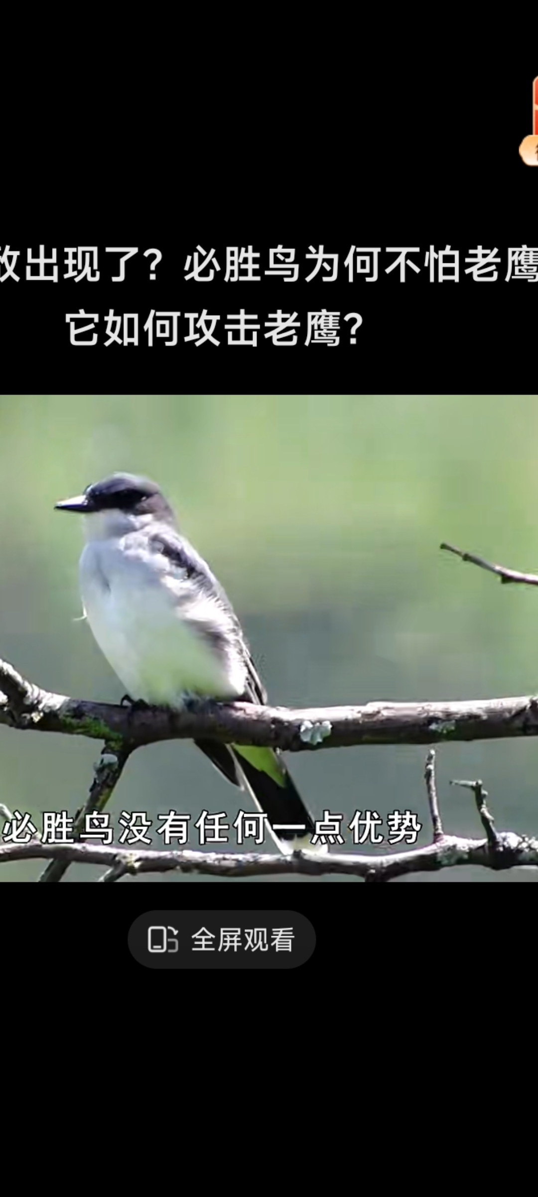 kaiyun开云·官方网站-&quot;老鹰快攻犀利，精彩对决不断&quot;的简单介绍